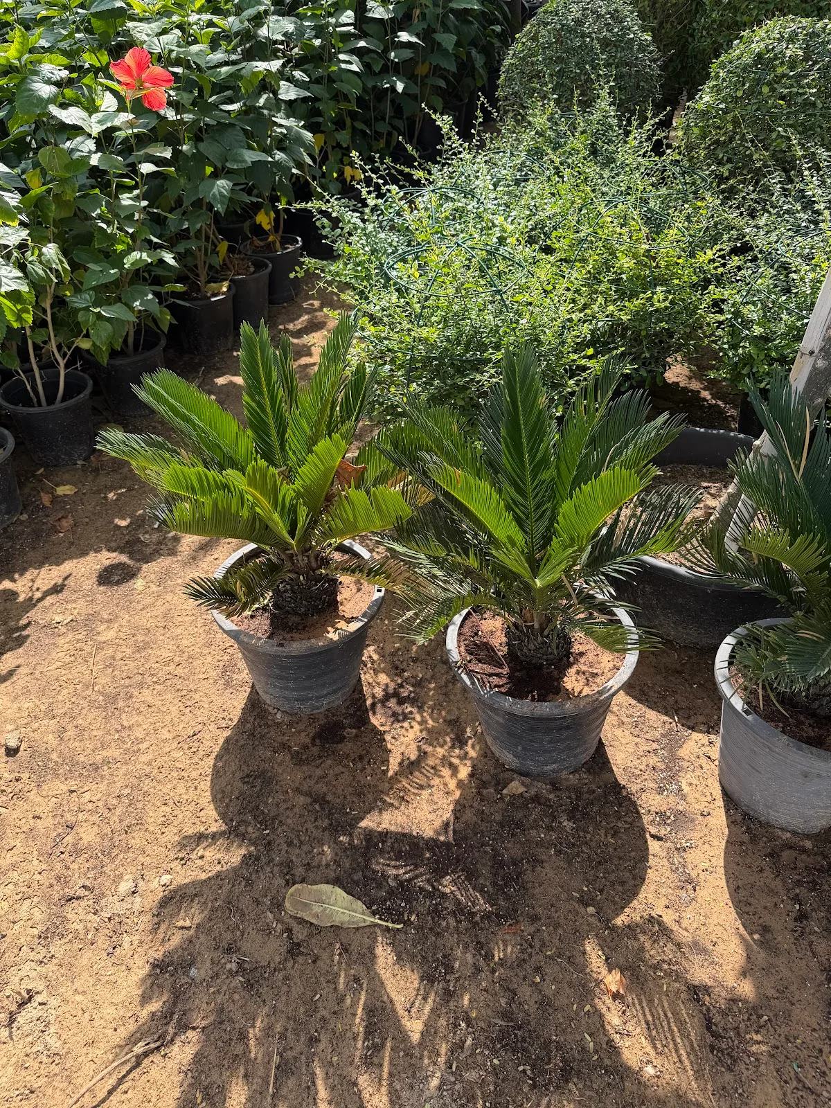 Sago palm cycads in pots