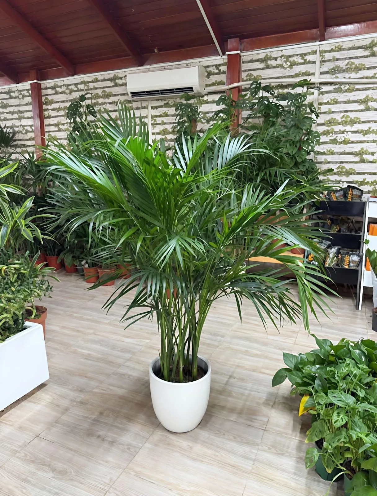 Tall potted areca palm in a white planter inside the Amali plant showroom in Dubai