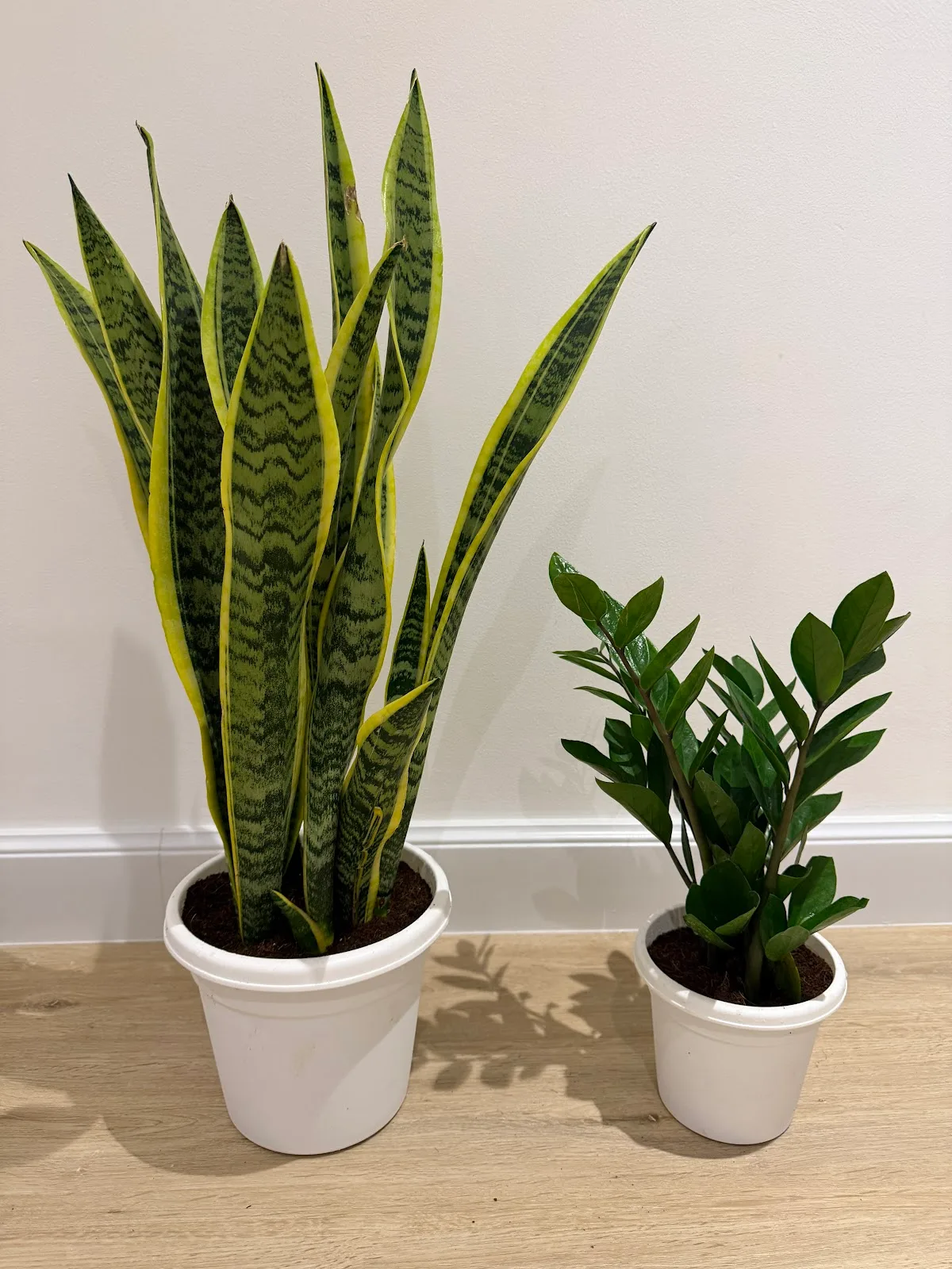 Snake plant and ZZ plant in white pots