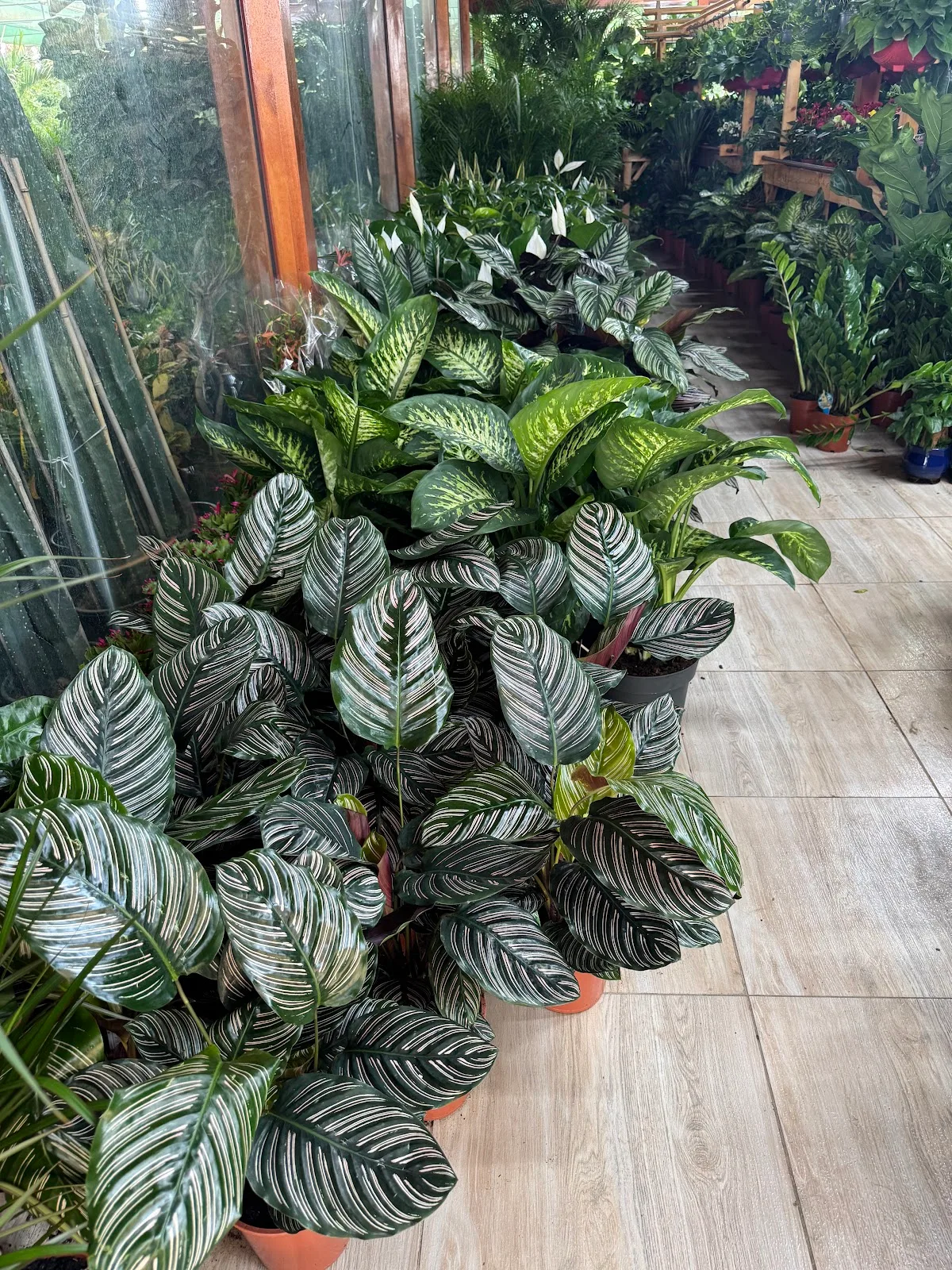 Lush indoor foliage plants including calathea and dieffenbachia