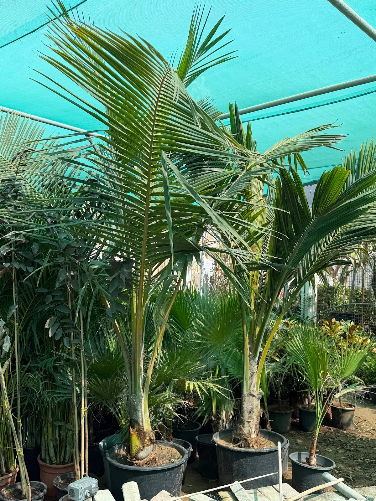 Tall coconut and areca palms in pots at the nursery