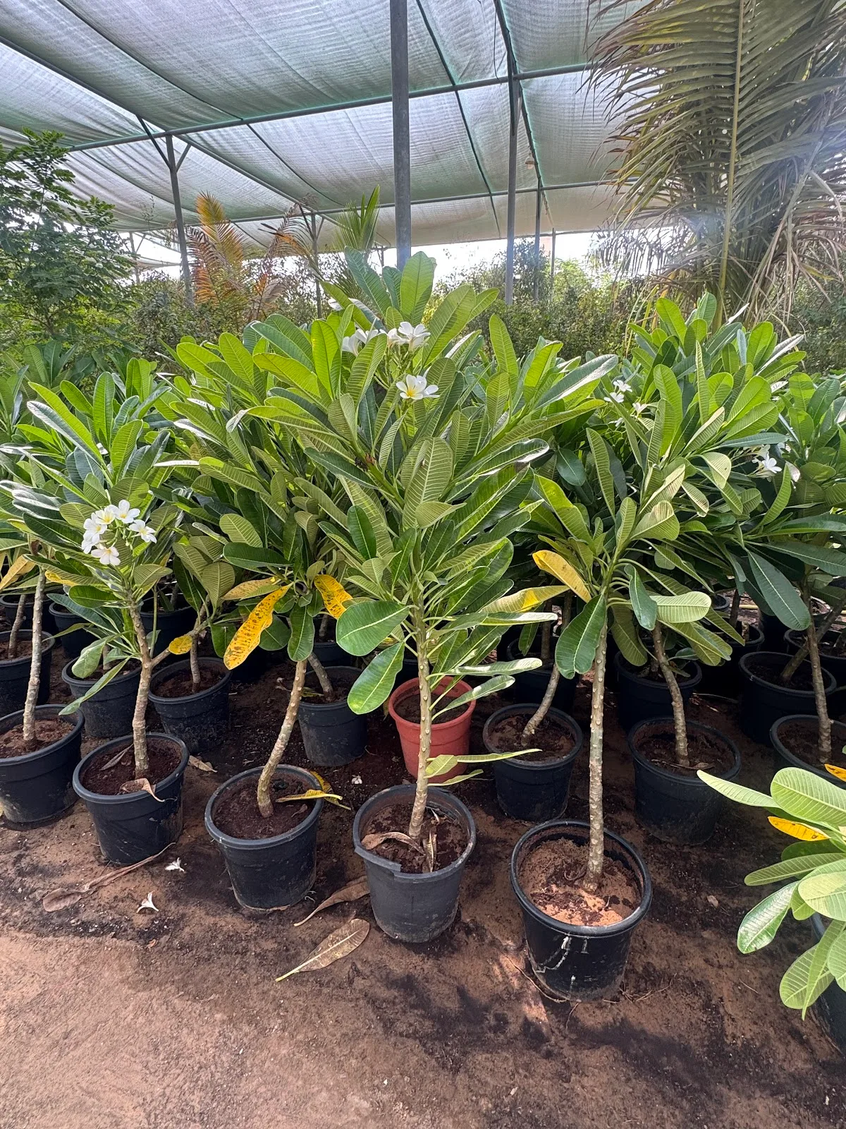 Rows of flowering frangipani plumeria trees
