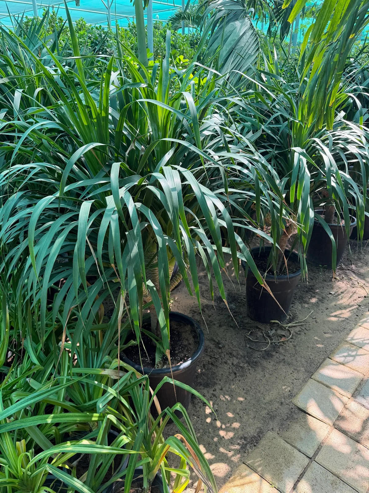 Ponytail palms in black nursery pots