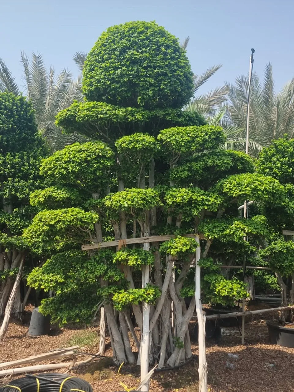 Sculpted cloud-pruned ficus topiary trees