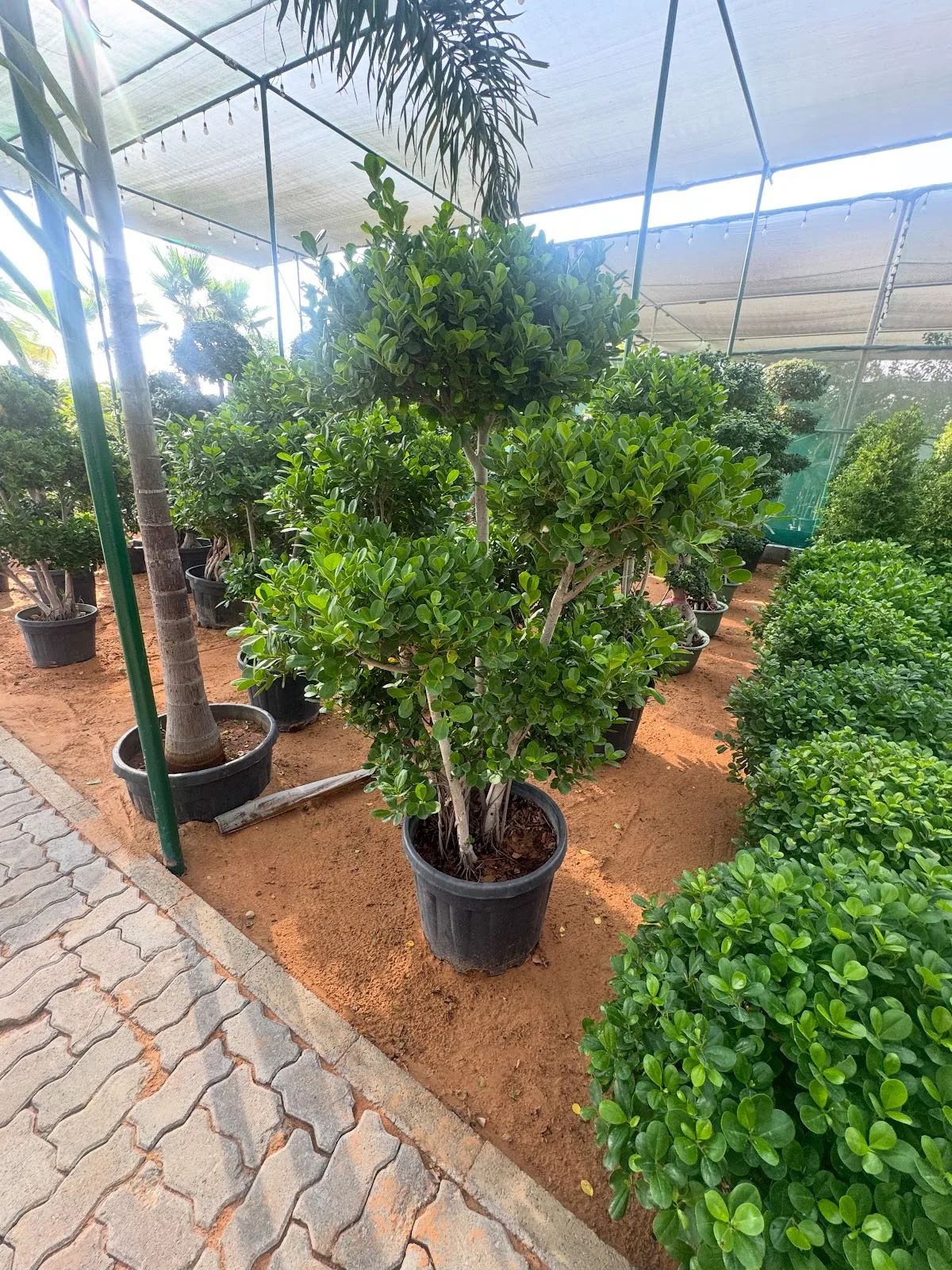 Sculpted ficus topiary tree in a pot at the nursery
