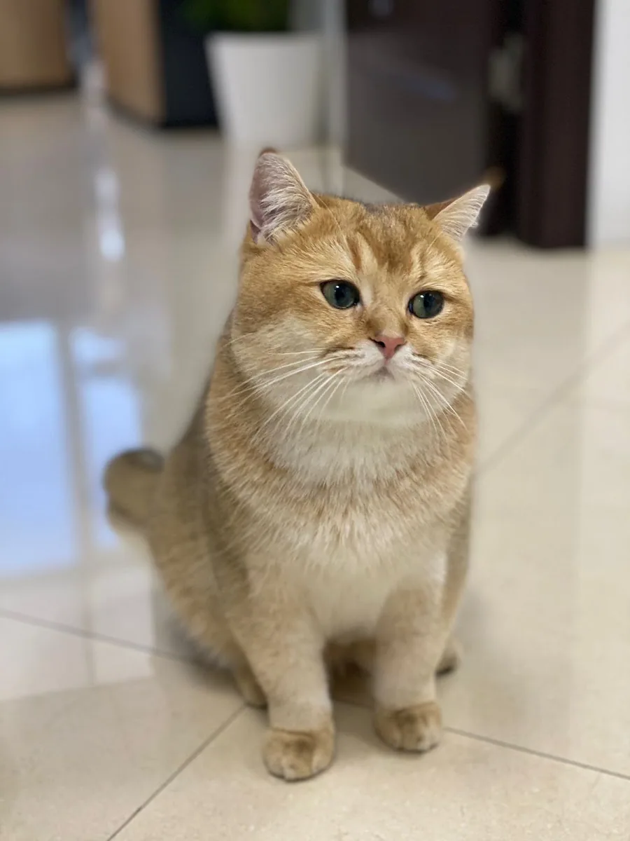 A golden British Shorthair cat sitting calmly in the Pawfessor grooming studio
