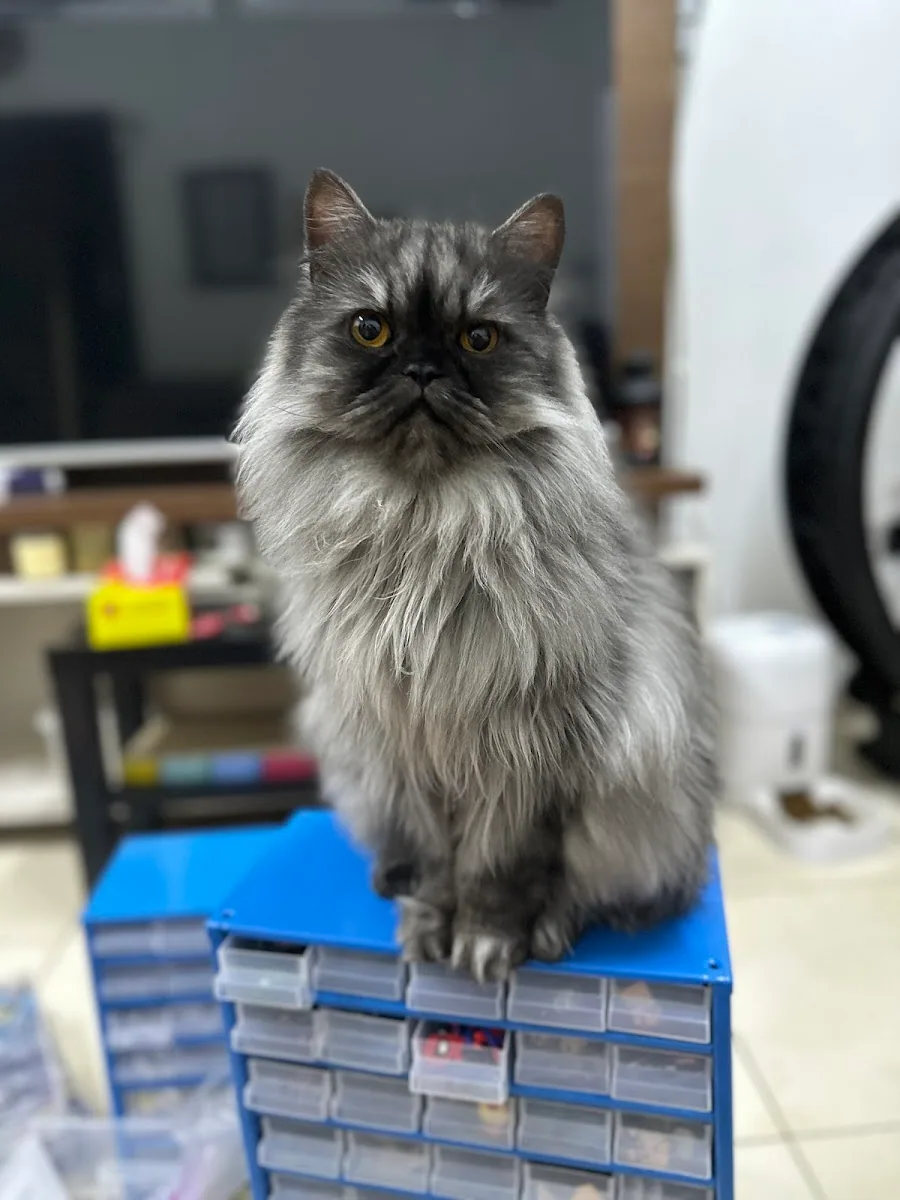 A silver Persian cat freshly groomed