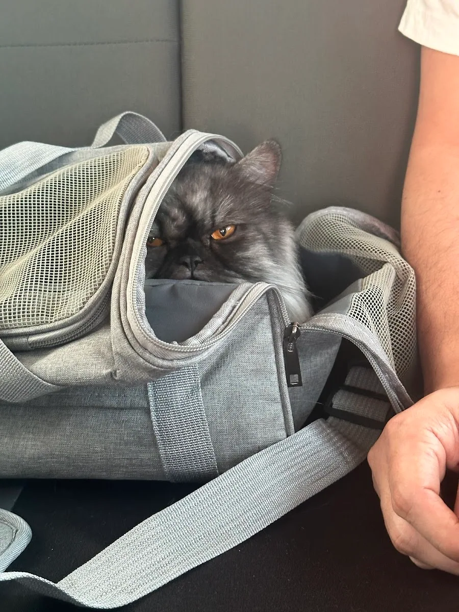 A cat arriving calmly in its carrier