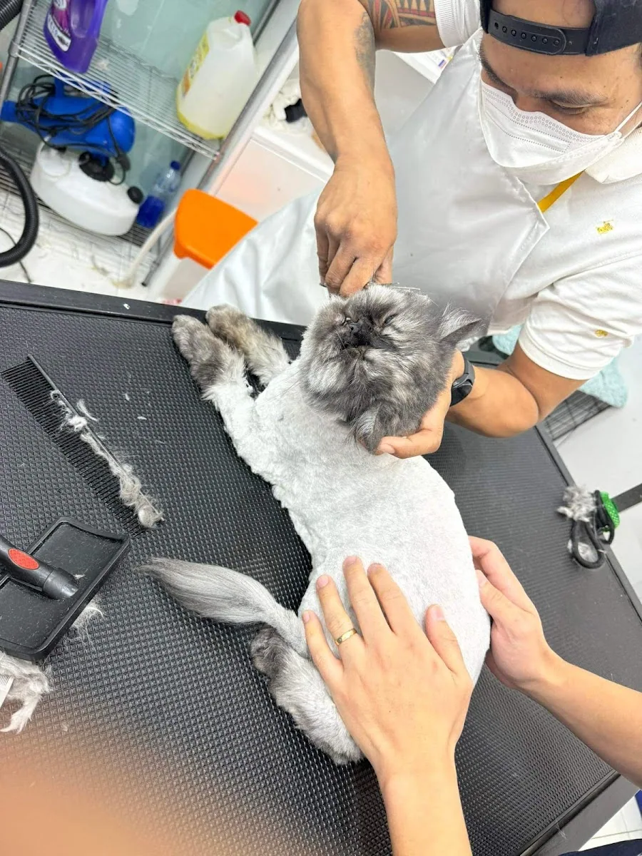A groomer carefully trimming a Persian cat on the grooming table