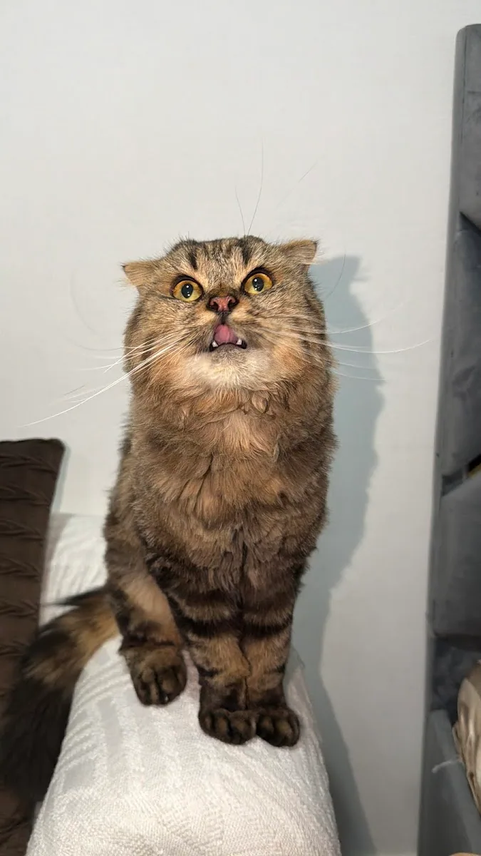 A Scottish Fold cat looking up