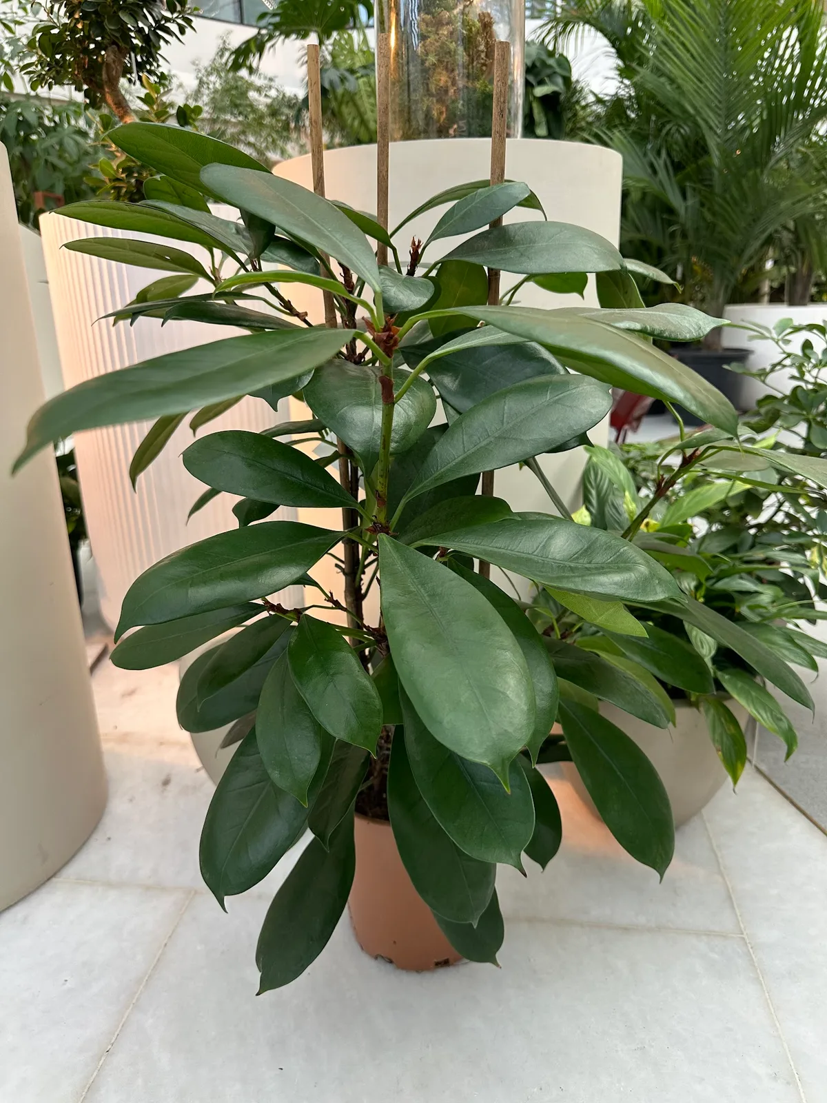 A lush dark-green statement indoor plant in a terracotta pot at Folivana