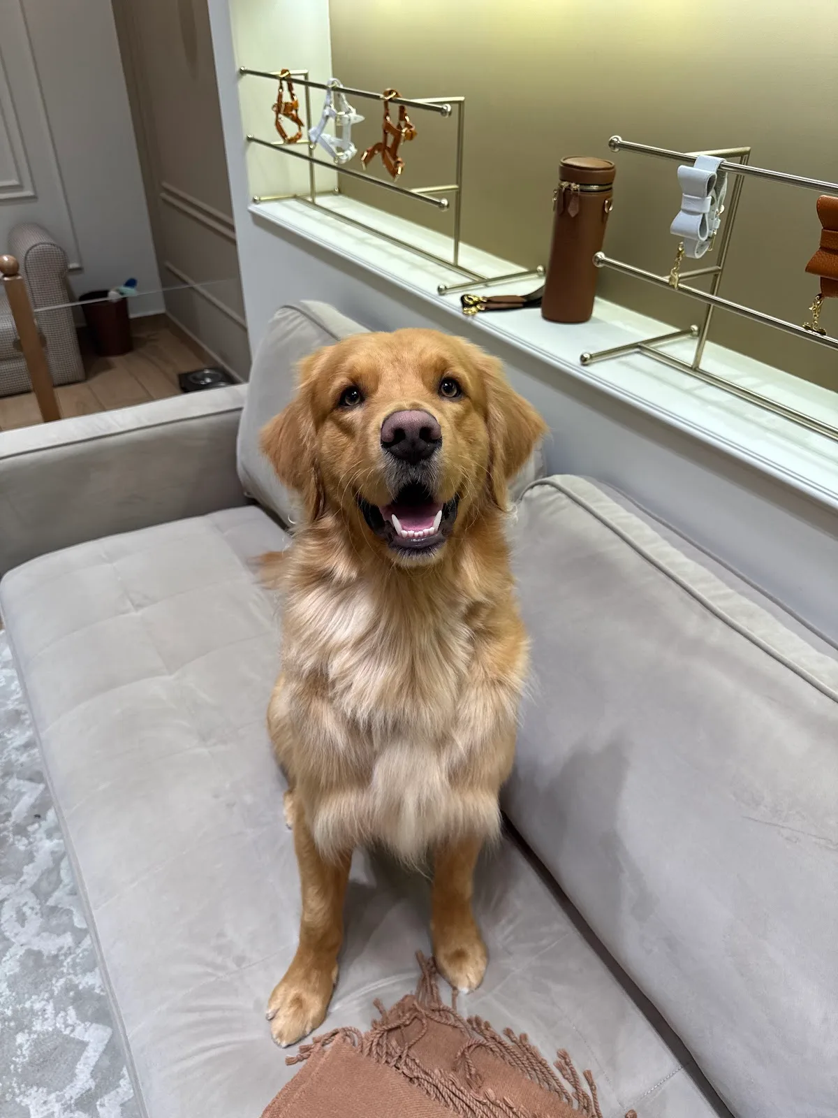 A golden retriever relaxing on a sofa in the lounge