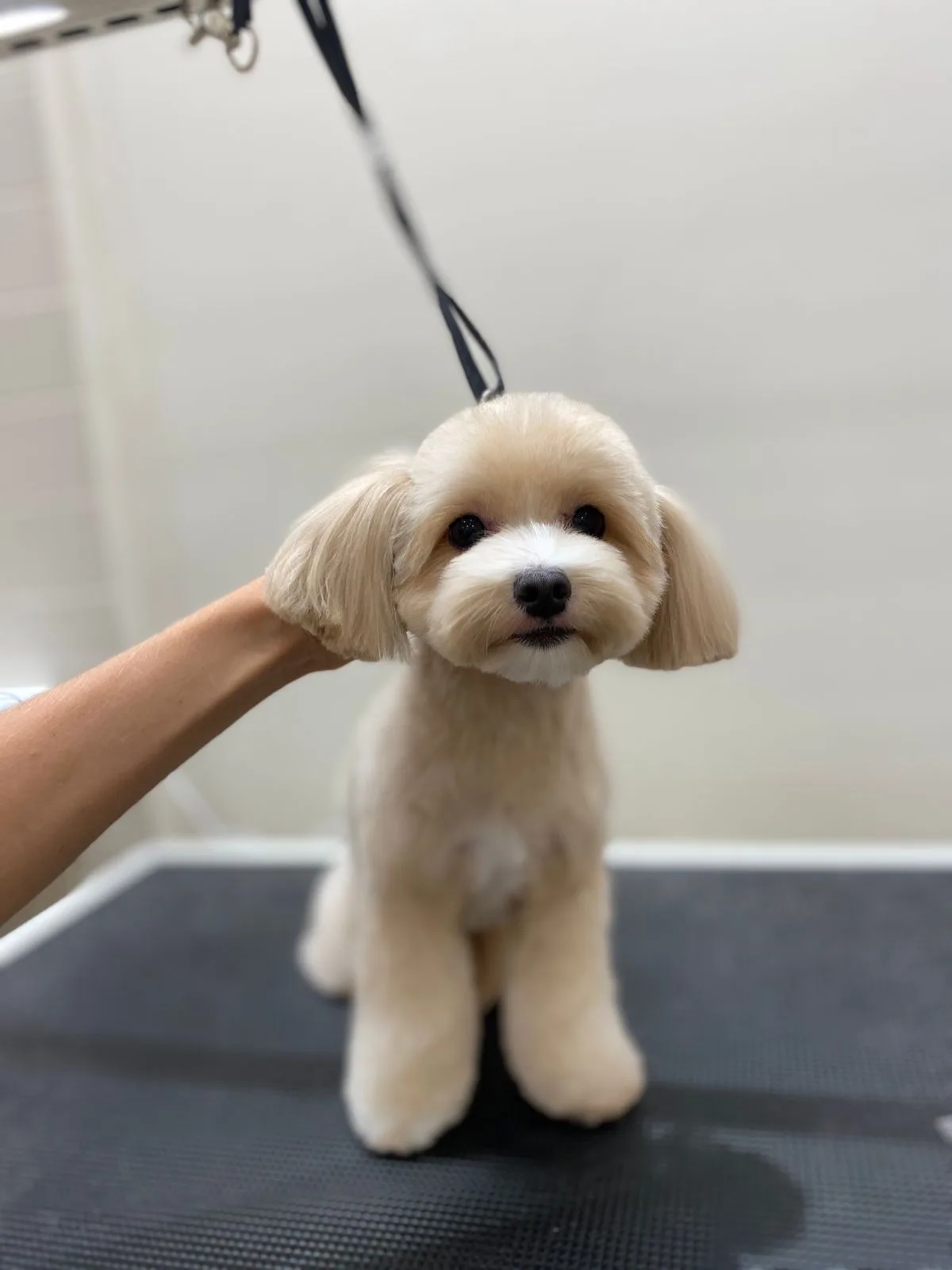A cream Maltipoo freshly groomed on the table