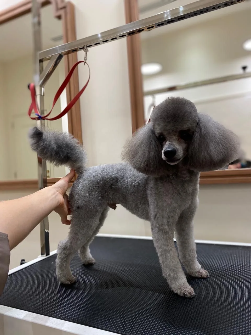 A grey toy poodle in a show stance on the grooming table