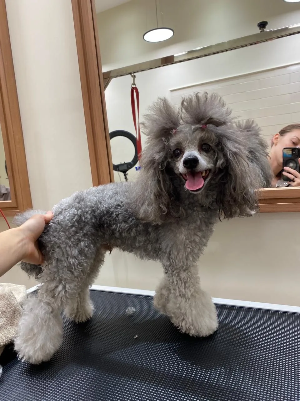A smiling silver poodle after a groom