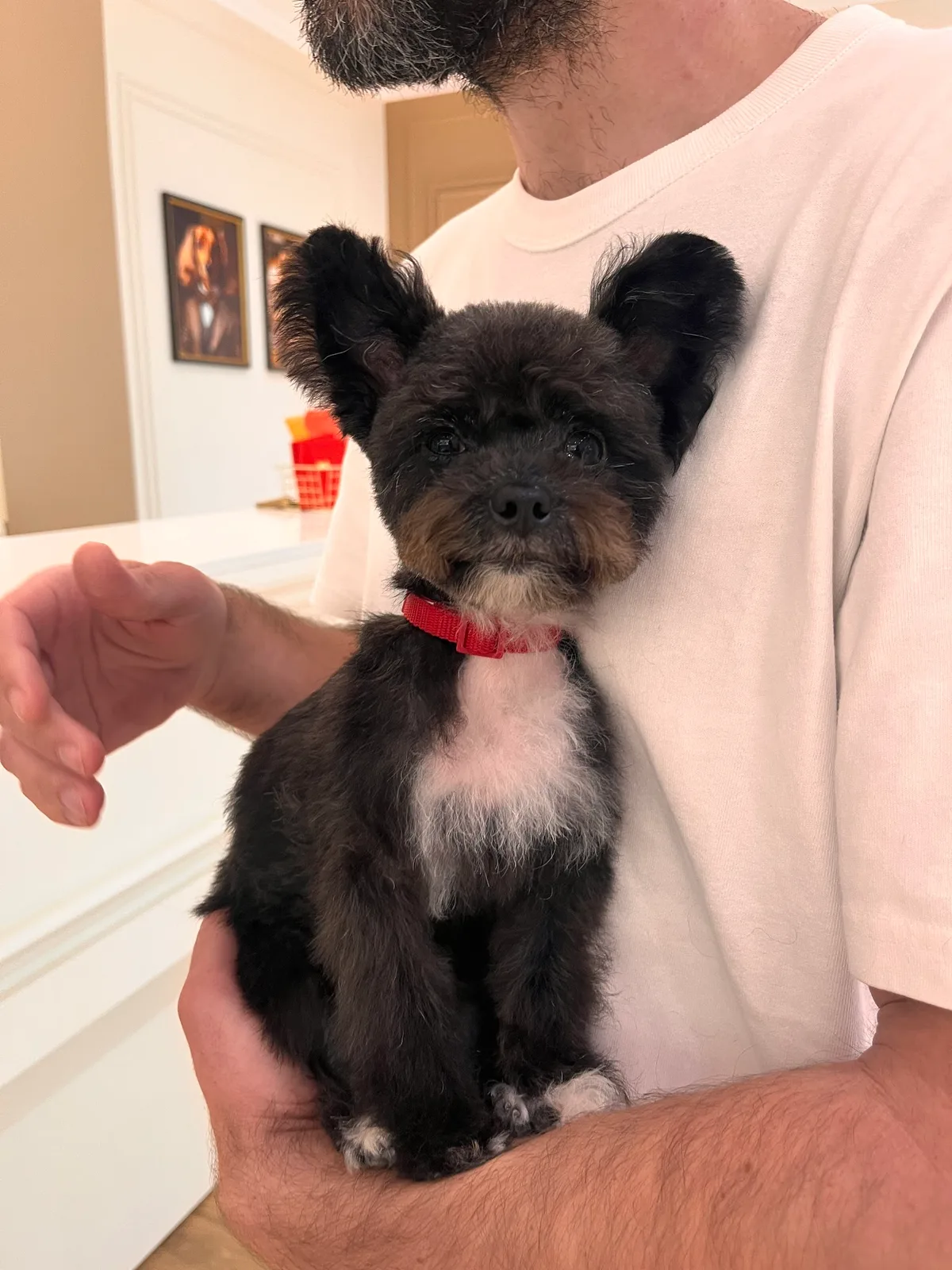 A small black puppy with a red collar held by its owner