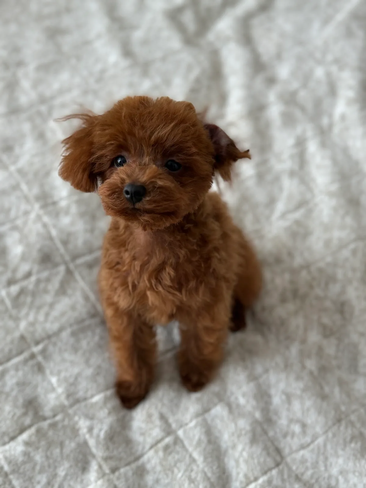 A tiny red teacup poodle puppy
