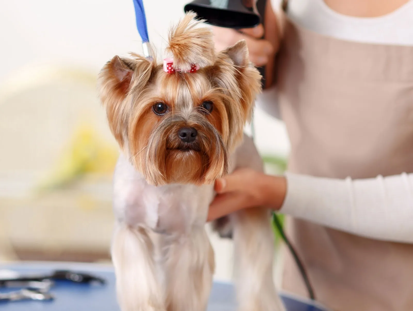 A Yorkshire terrier being styled on the grooming table