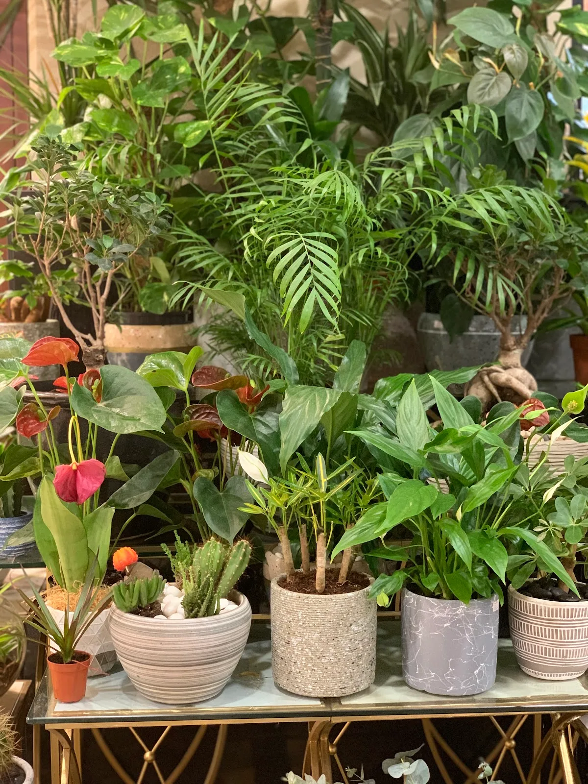 Potted indoor plants and succulents on display