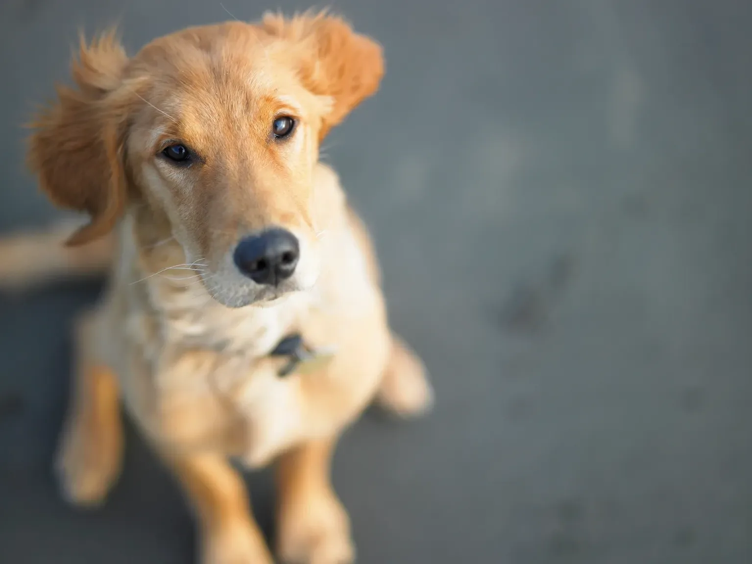 A calm golden-coated dog looking up, ready for grooming at Pet Moment