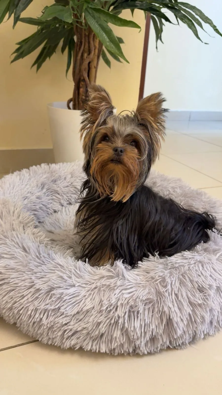 A small Yorkshire terrier resting calmly in a soft, fluffy pet bed