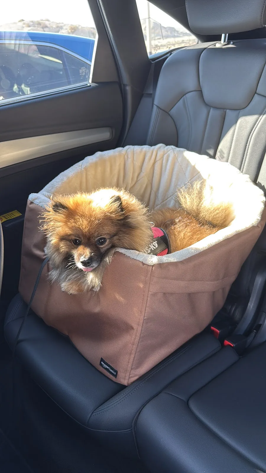 A small Pomeranian sitting safely in a padded booster car seat