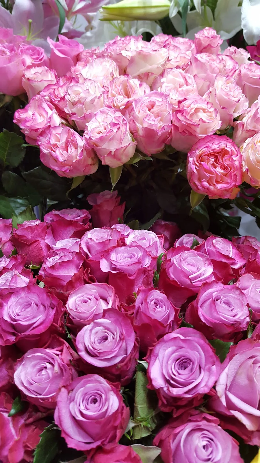 Close-up of pink and lavender roses