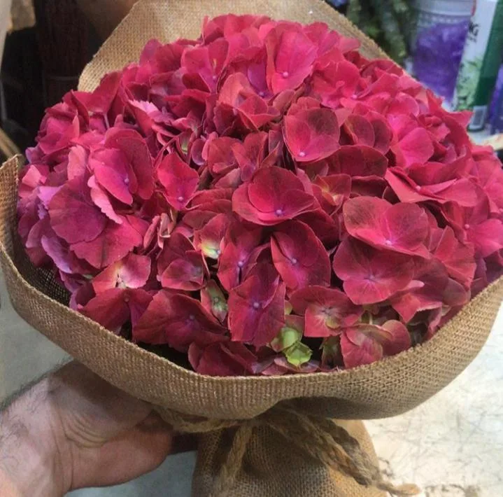 Vivid magenta hydrangea bouquet in burlap wrap